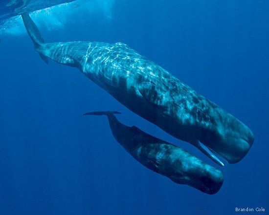 Endzone reccomend Social unit of male sperm whales