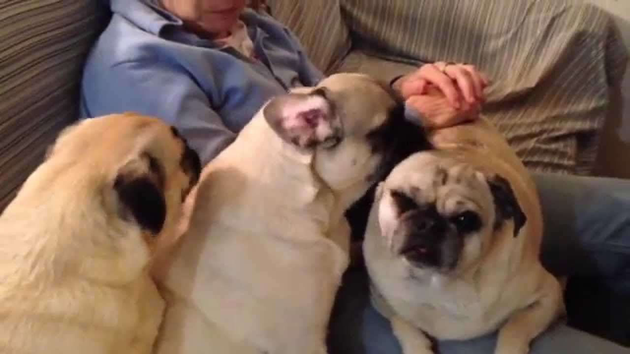 Why pugs lick