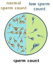 Earnie reccomend Vas reversal sperm counts