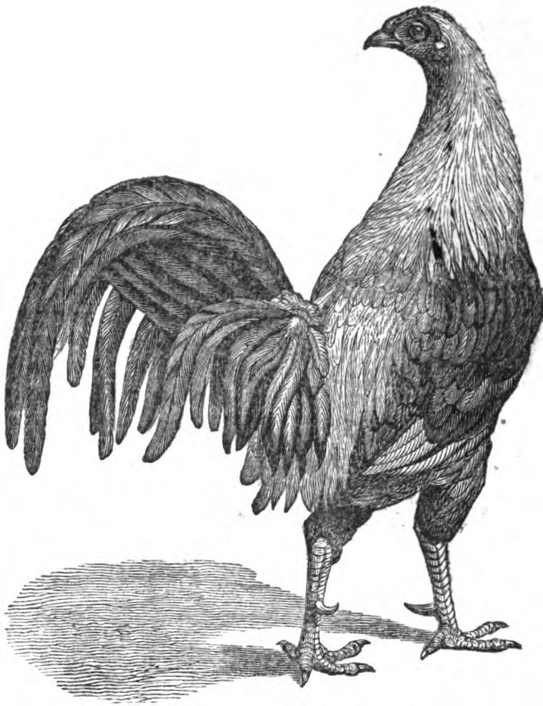 History of cock