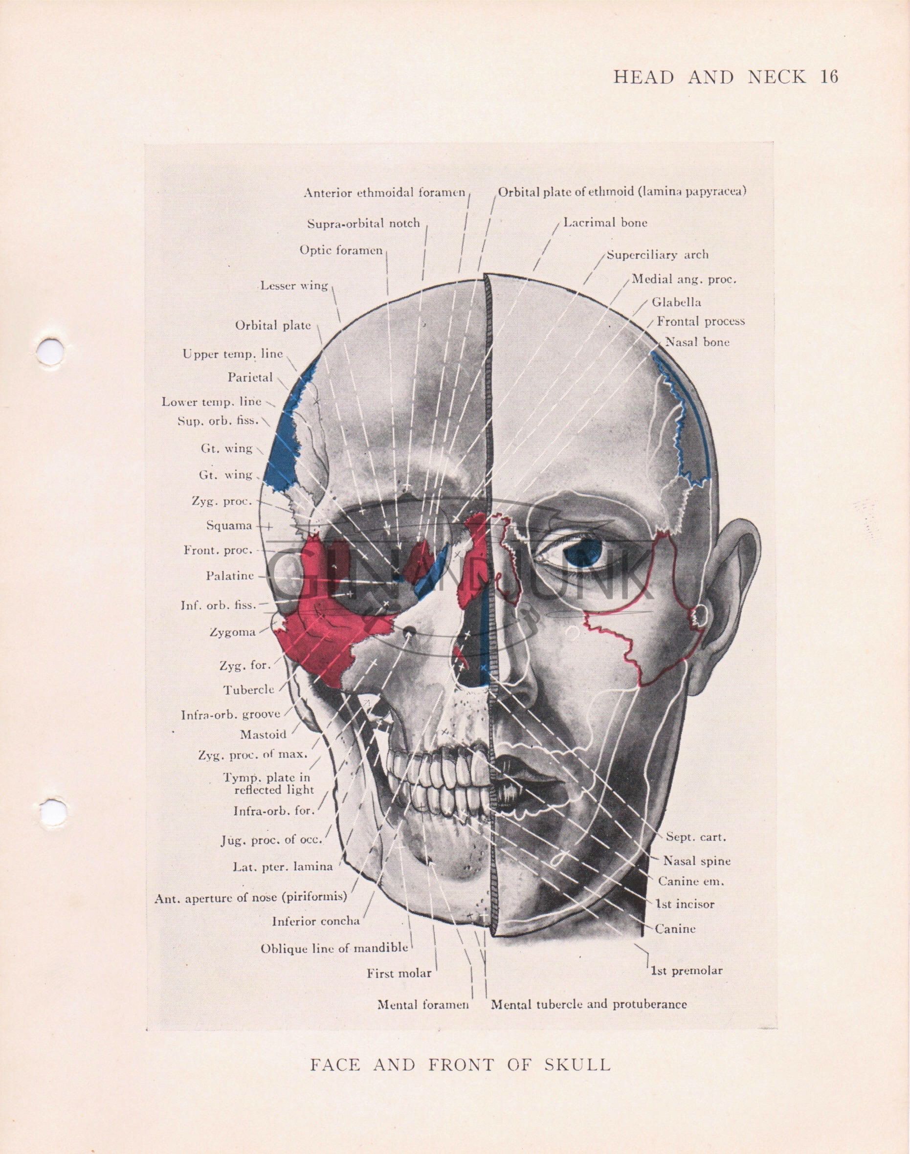 Jumbo reccomend Gnomonology skull and facial muscles