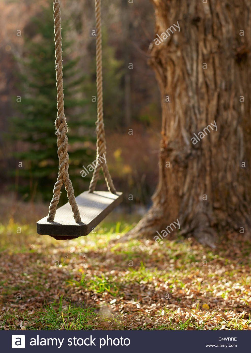 Adult barrie mature swing 