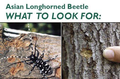best of Beetles in longhorn china Asian