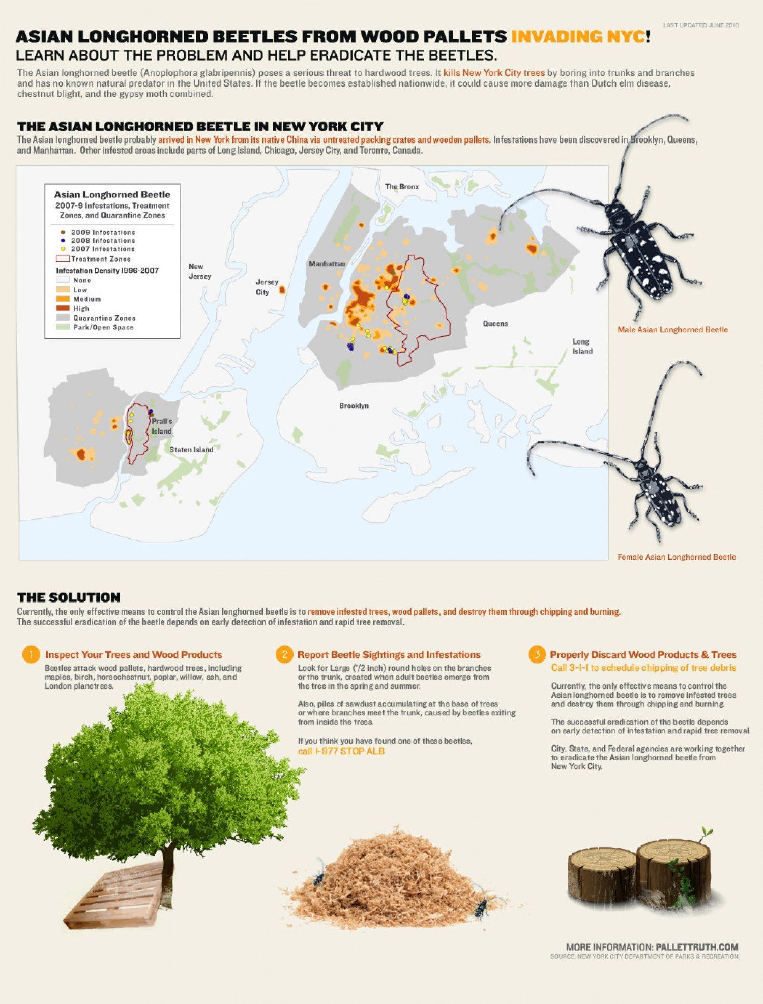 Red H. reccomend Asian longhorn beetles in china