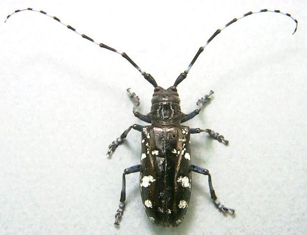 Asian longhorned beetle new
