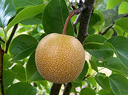 Asian pear seed