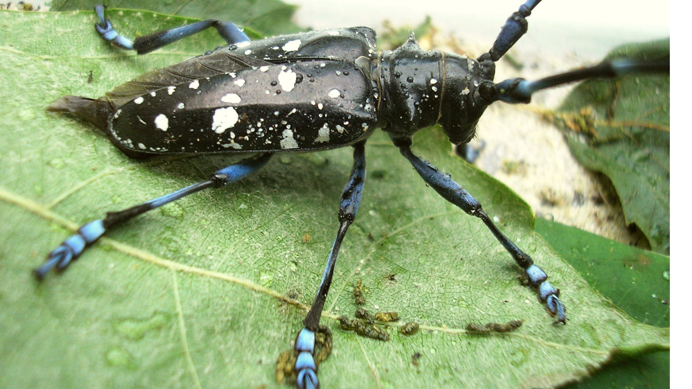 Defense reccomend Asian longhorn beetles in china