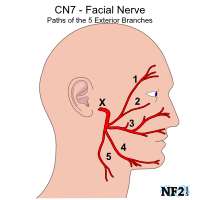 best of Nerve breathing Facial