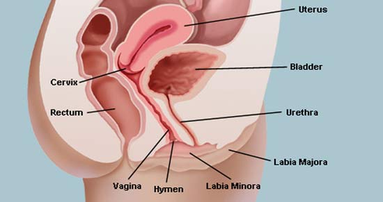 Orbit reccomend Can genital herpes cause swollen vagina