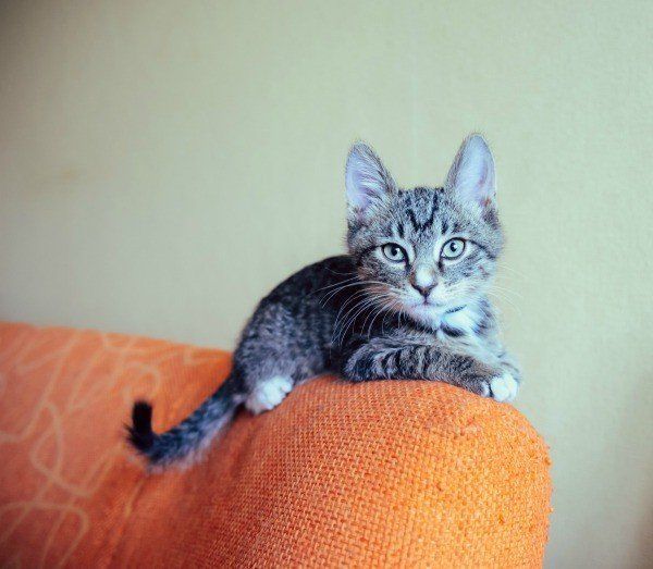 best of Peeing on sofa Cat