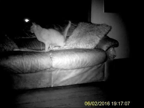 X-Ray reccomend Cat peeing on sofa