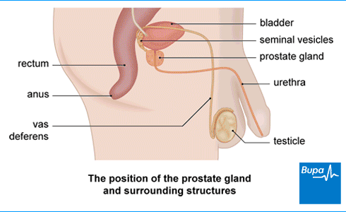 best of Prostate shaved Turp prostate