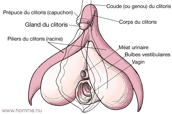 best of Capuchon Clitoris sans