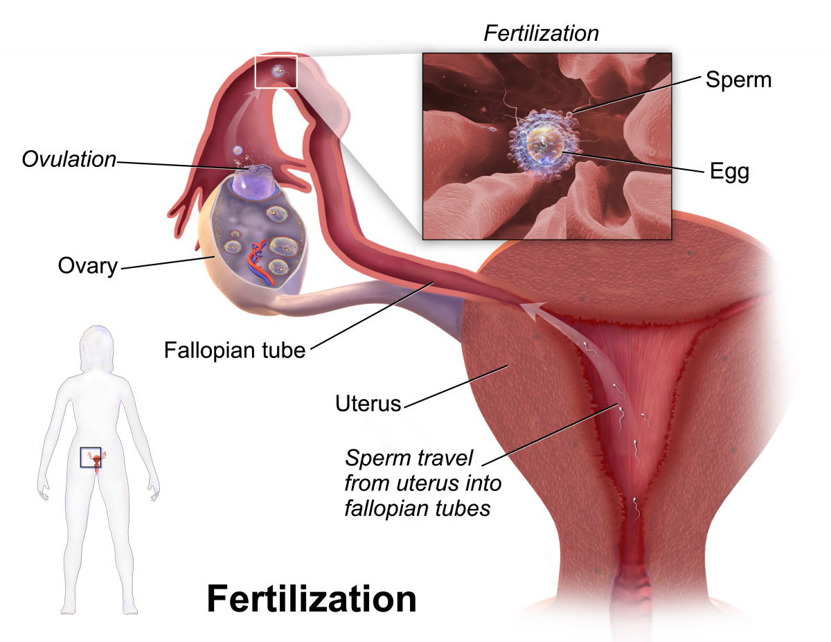 Serpentine reccomend Cock penetrating labia sperm fertile