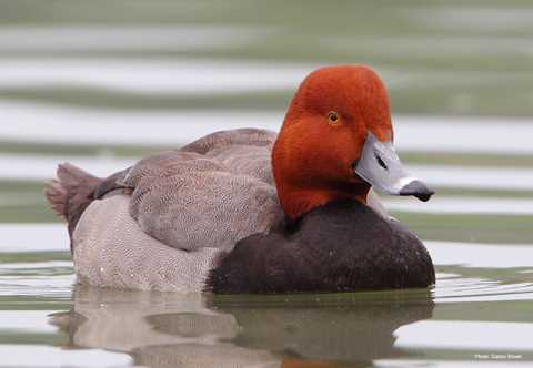 best of Redhead Duck picture