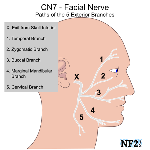 Relay reccomend Nerve and facial nerve