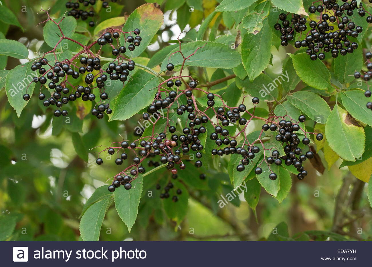 best of Mature species Elderberry