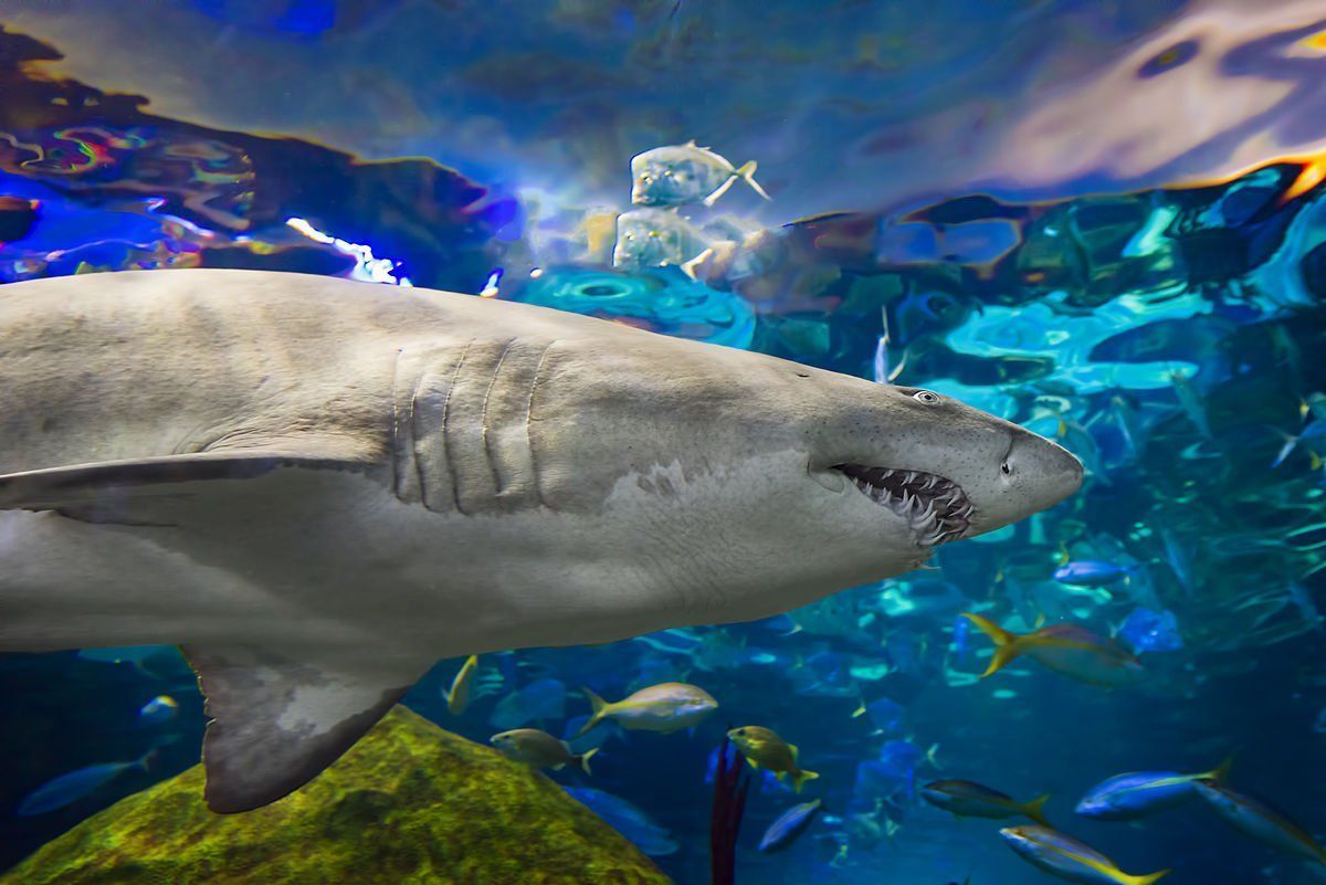 Hentai shark in a blue lagoon