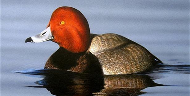 Duck picture redhead