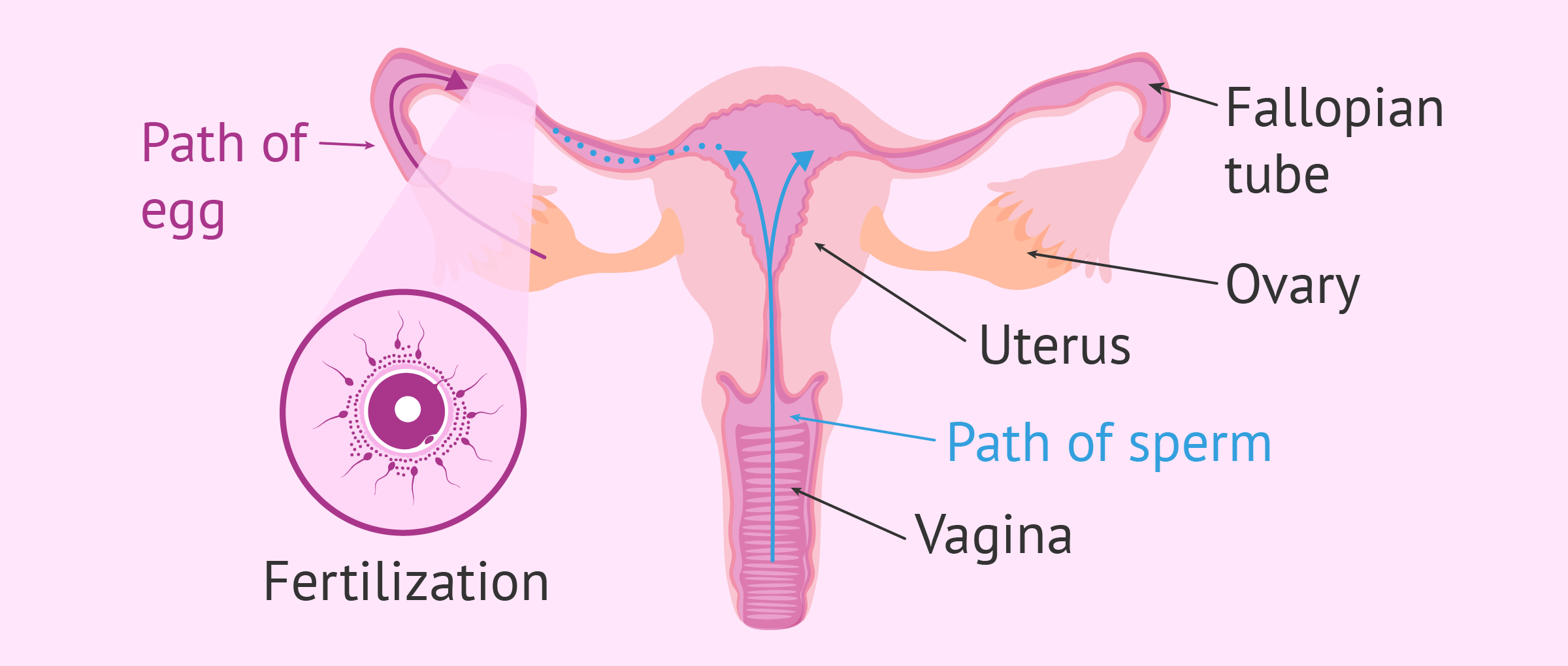 Journey of sperm to ovum