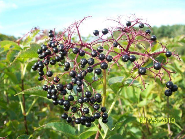 best of Mature species Elderberry