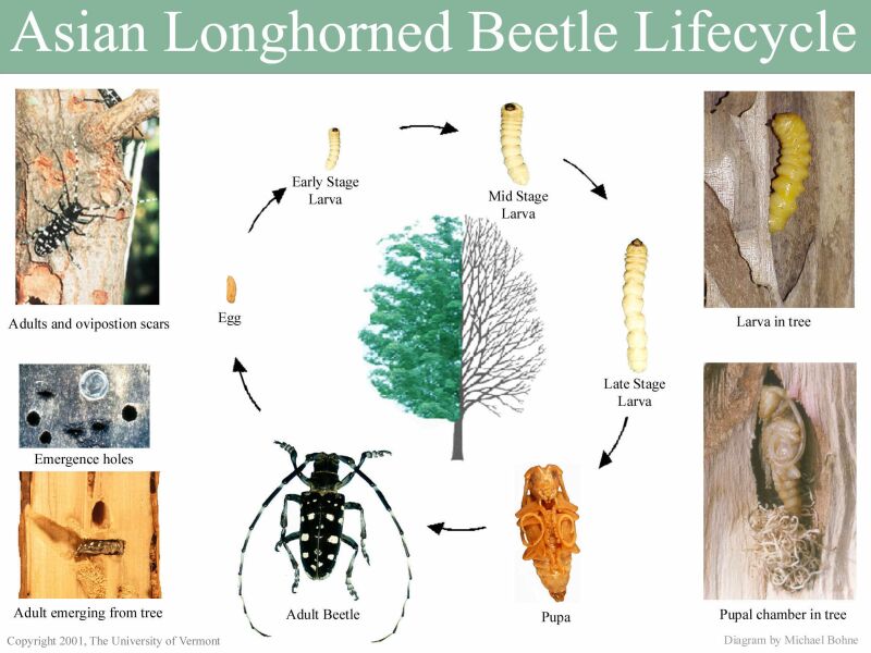 best of Beetles in longhorn china Asian