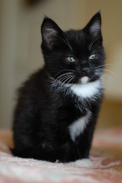 Facial lil kitten