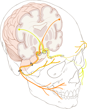 Mamsell reccomend Facial nerve starts to branch