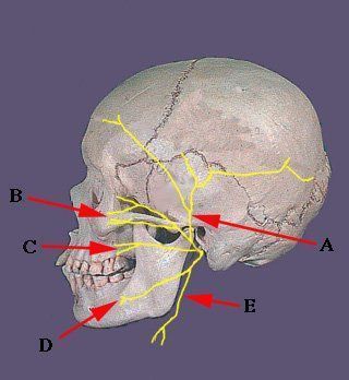 Twinkle T. reccomend Facial nerve starts to branch