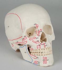 Gnomonology skull and facial muscles