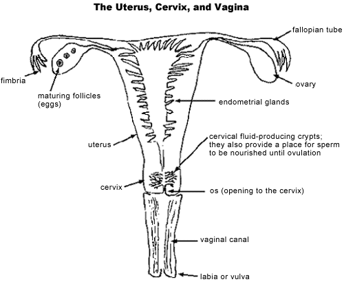 Retrograde recomended Vulva get itchy during period
