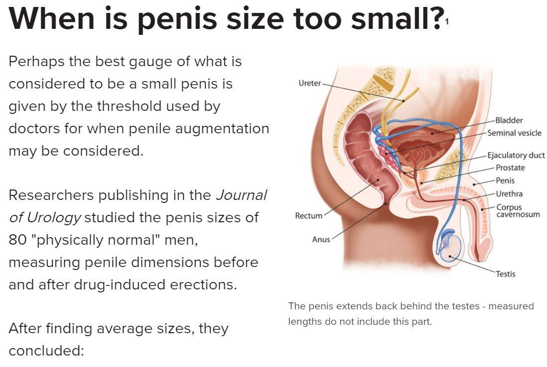 Average Size Of Pornstars Penis