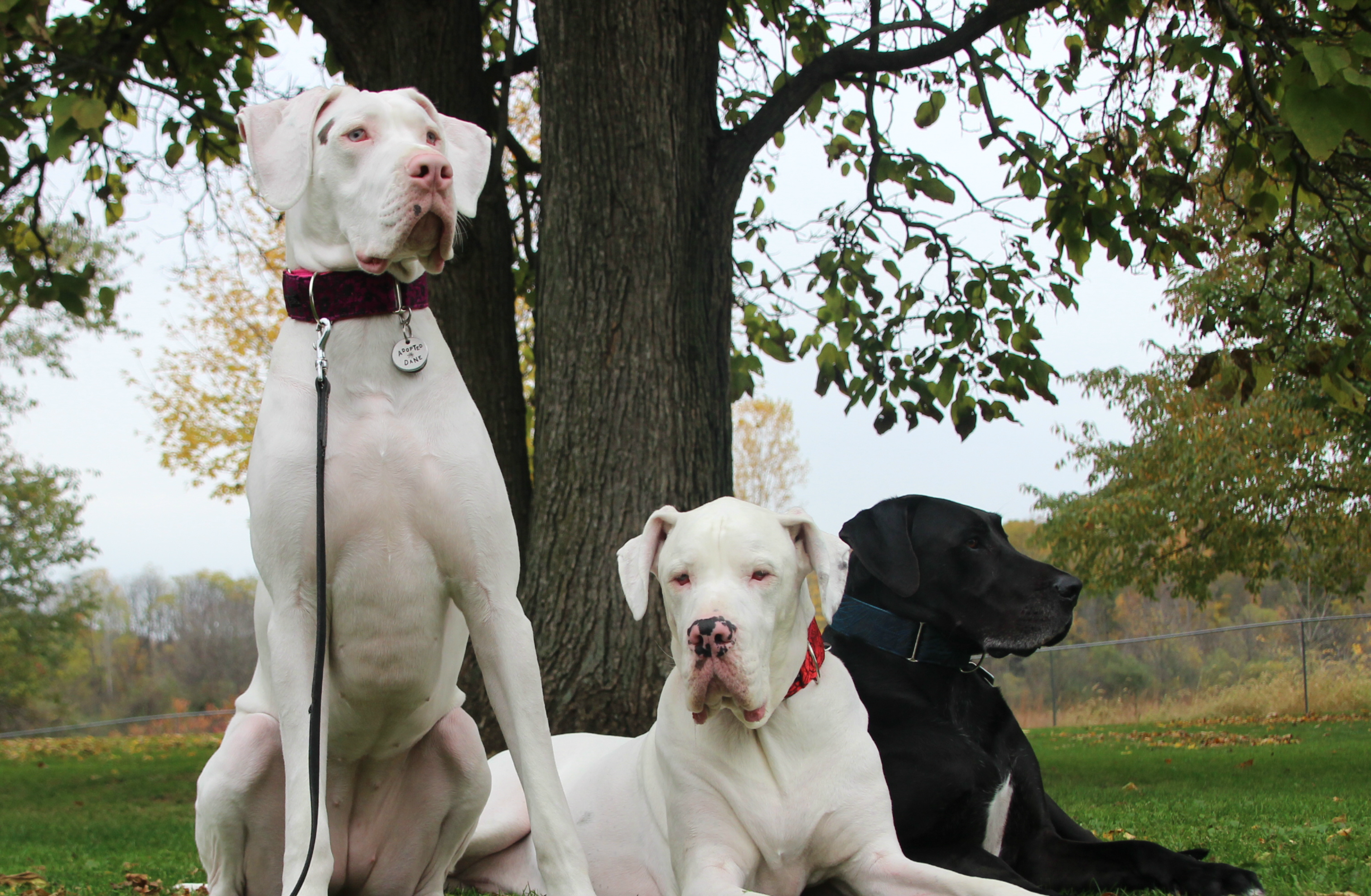 Mature great danes for sale florida