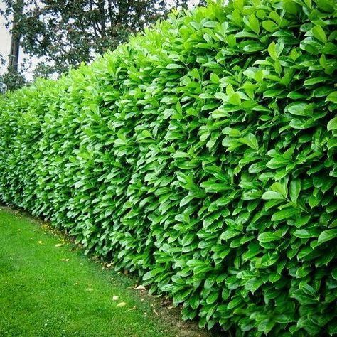 Bandicoot reccomend Mature laurel hedge