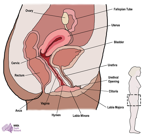 Odor sperm vaginal