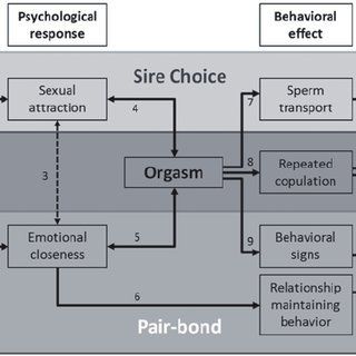 Orgasm control to manipulate male behavior