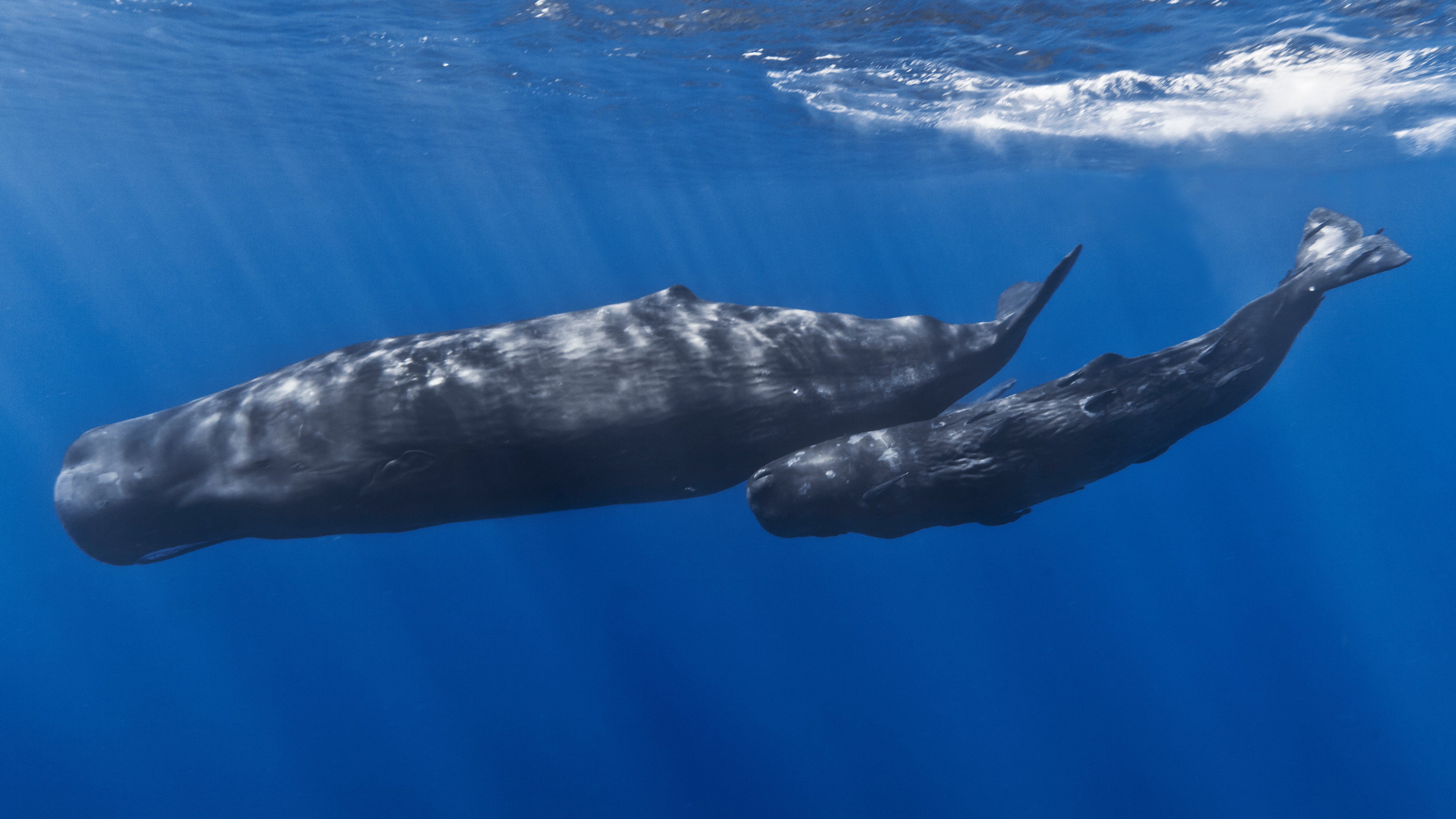 Picture of a sperm whale