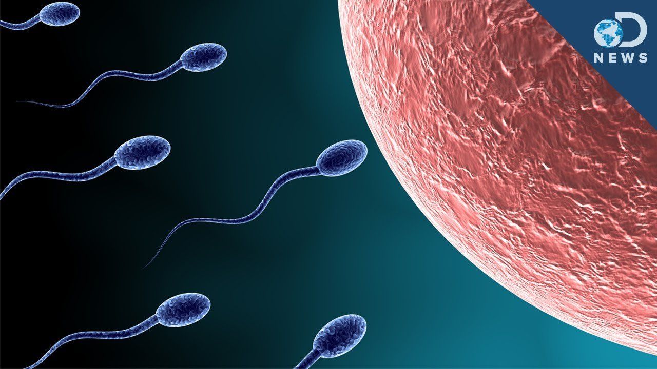 Sperm and ova