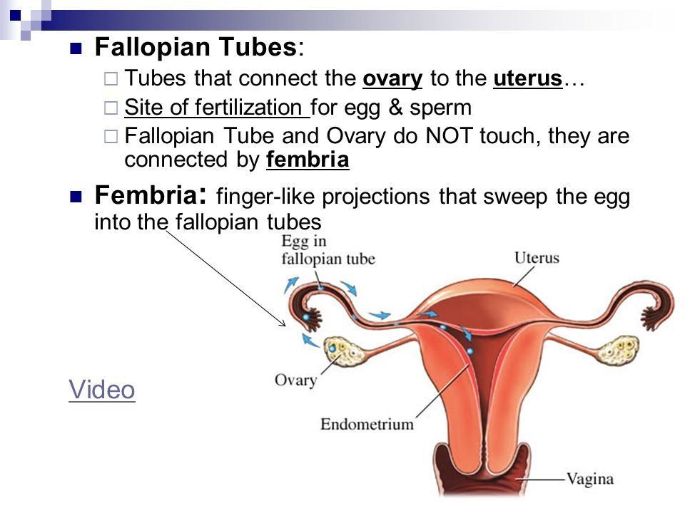 Sperm on edge of vagina