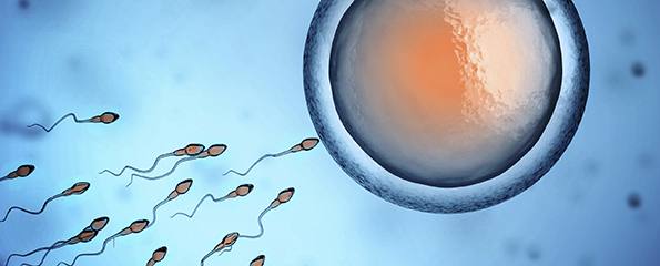 The sperm race