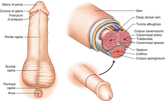 Peanut reccomend The underside of a clitoris