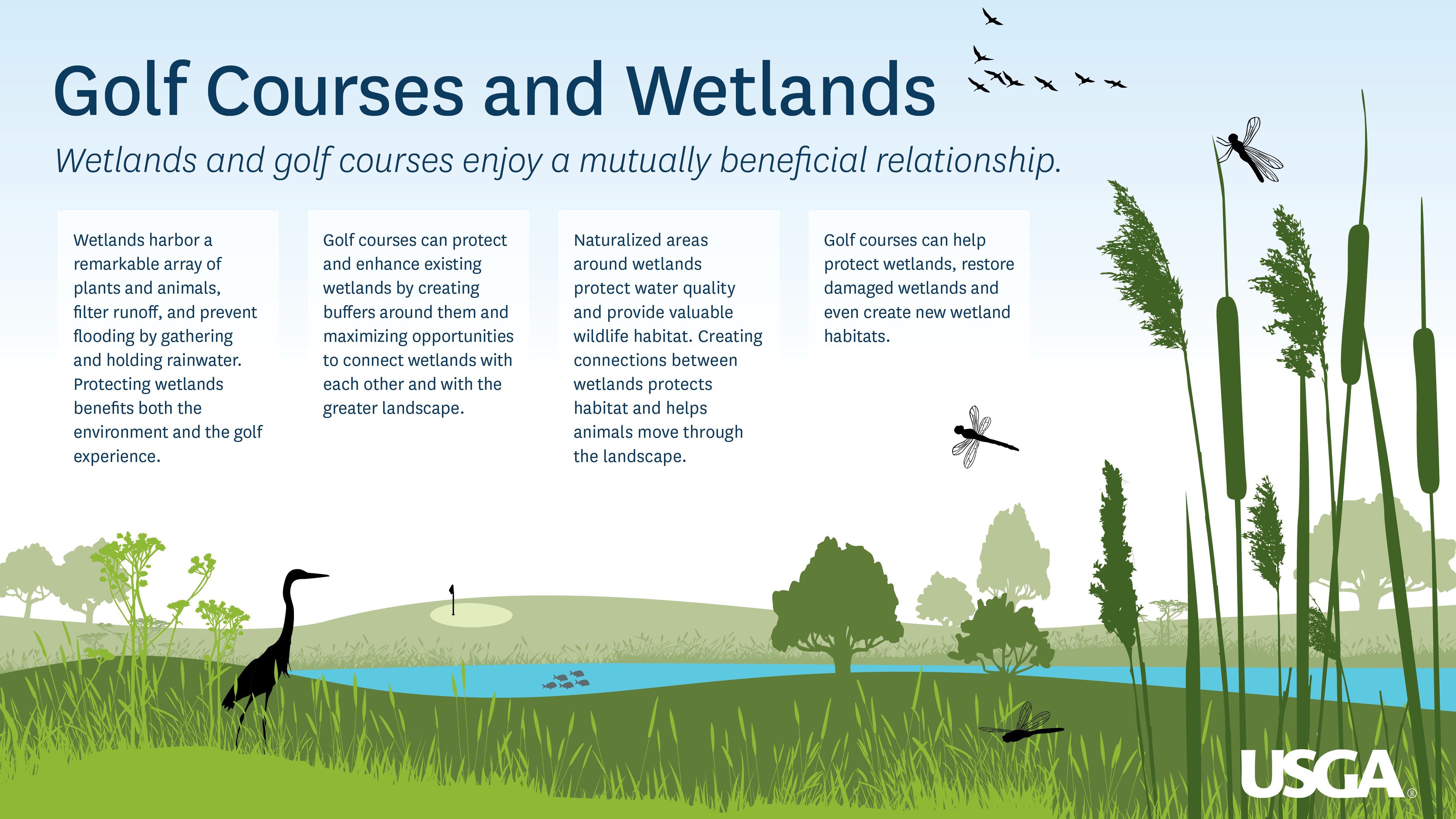 The wetlands amateur