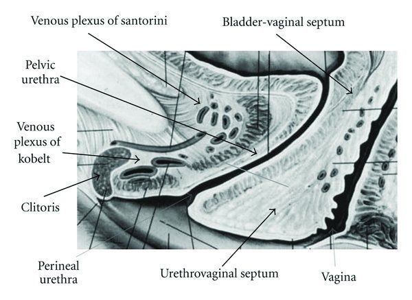 Evil E. reccomend Urethra clitoris diagrams